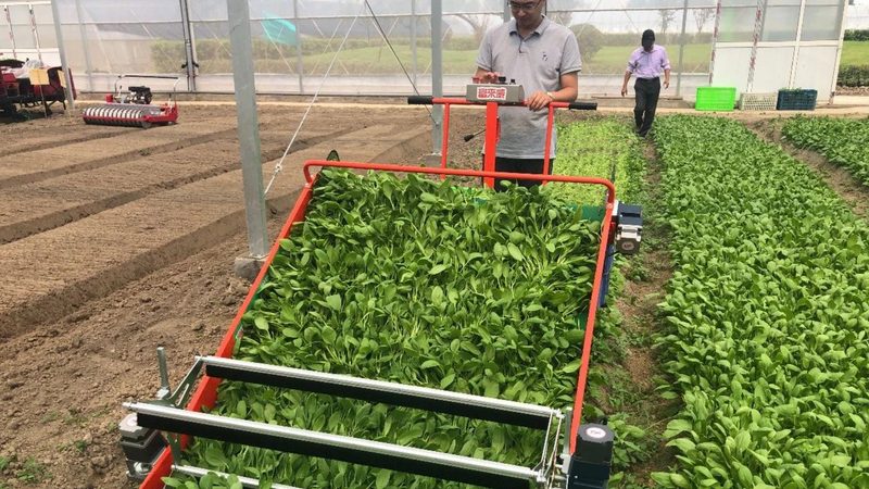 揭秘养鸡自动喂料设备：高效养殖的秘密武器